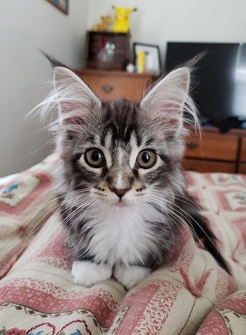 maine coon