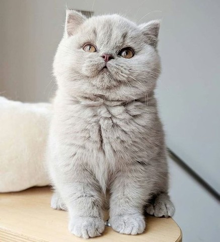 british shorthair