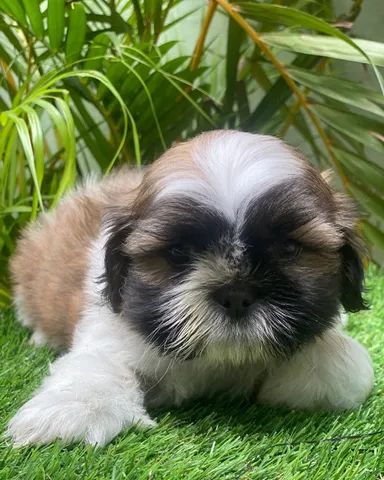 Belos Shihtzu 