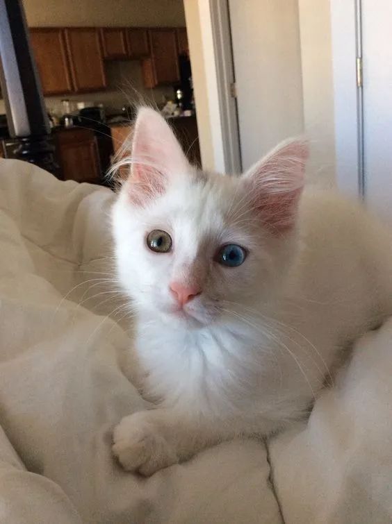 Angorás filhotes com olhos bicolor