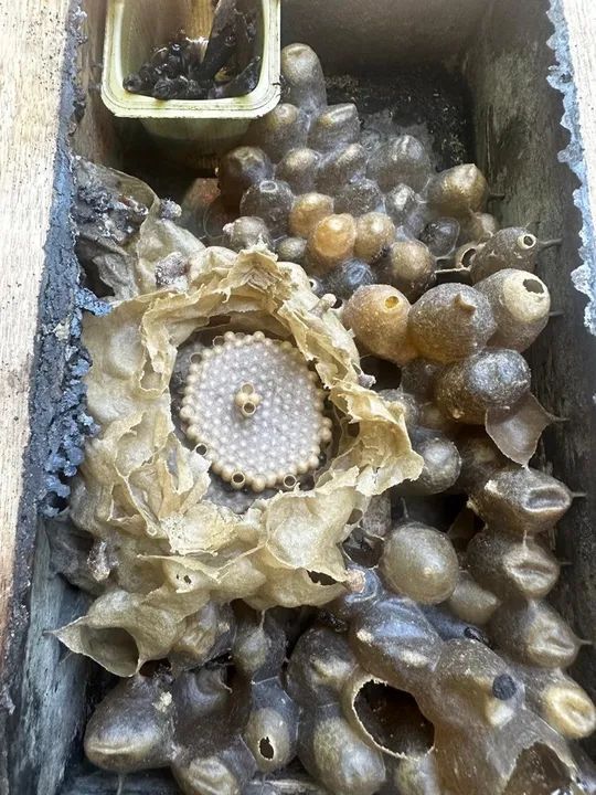 Caixas de abelhas asf  - Foto 2