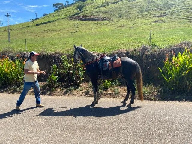 Cavalo Mangalarga Marchador 5 anos