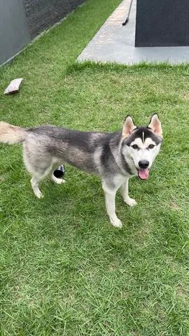 Northern inuit hot sale dog olx