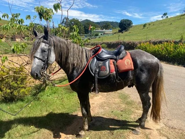 Cavalo Mangalarga Marchador 5 anos - Foto 4