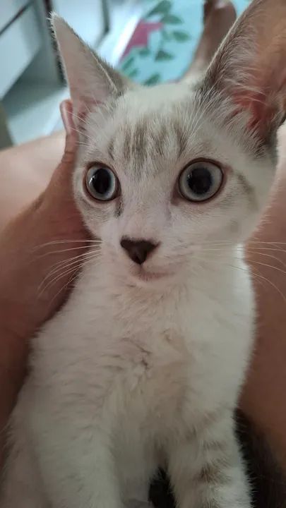 Gatinhos fofinhos para adoção! Já usam a caixa de areia e comem ração  - Foto 3