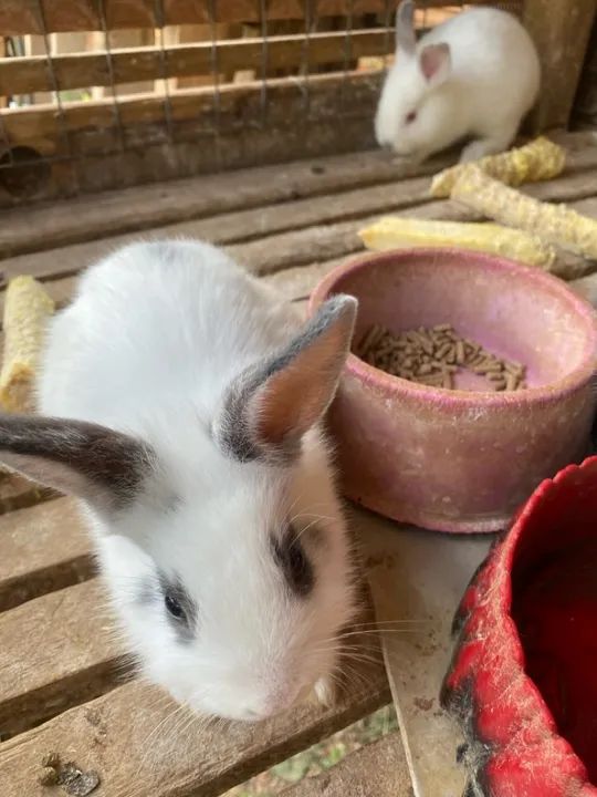 Coelhinho Branco e Cinza