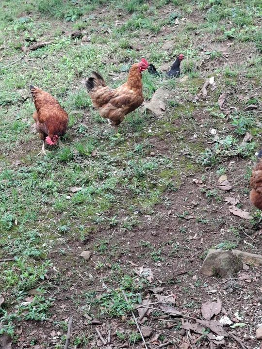 Galinhas poedeiras Embrapa 51