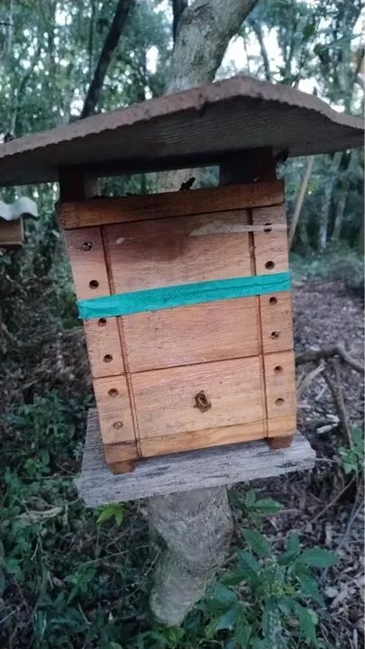 Caixas de abelhas asf 