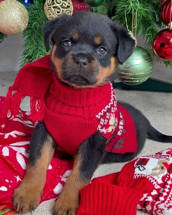 Filhote Rottweiler com roupa de natal