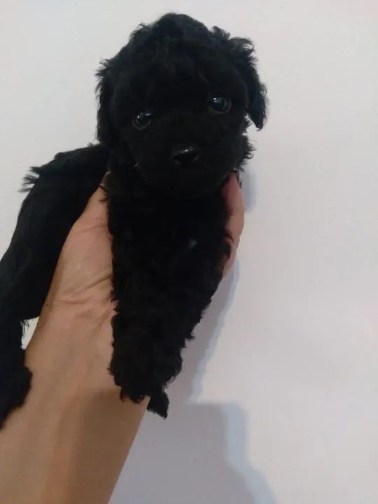 Poodle fêmea pretinha disponível 