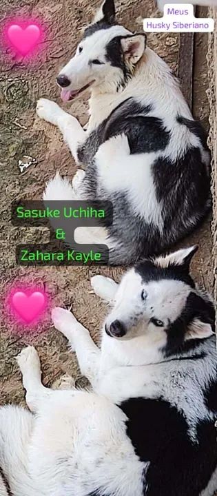 Husky Siberianos (Leia o anúncio) poucos filhotes disponíveis