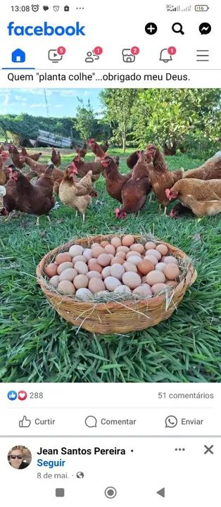 Ovos 100% caipiras 30,00 cartela com 30 unidades - Foto 3