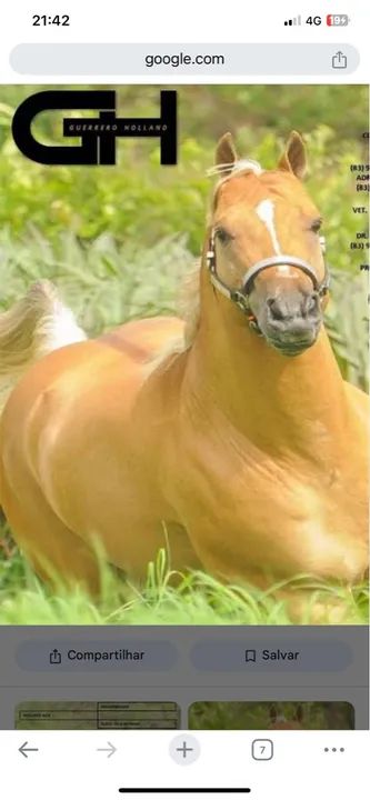 cobertura guerreiro holand