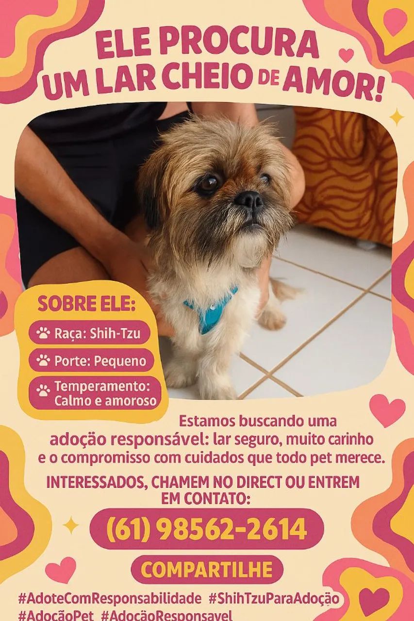 Shih Tzu procurando lar cheio de amor