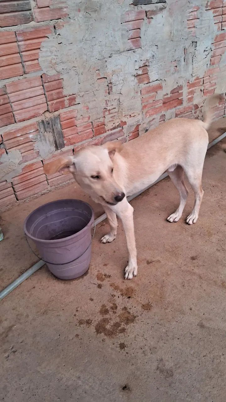 Cão de porte médio para adoção - Foto 3