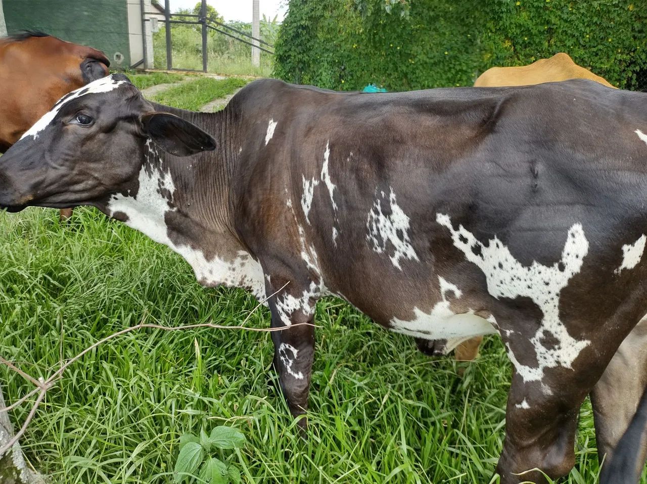 Vaca Novilha Bezerra  - Foto 2