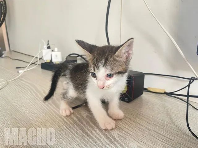 Gatinhos Adoráveis Procuram Lares Cheios de Amor!  - Foto 3