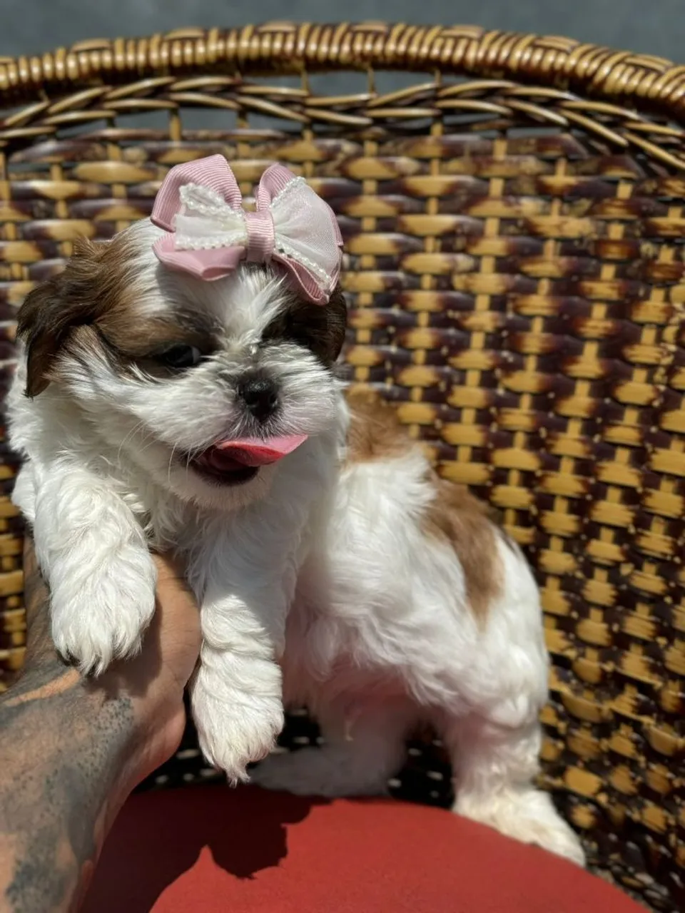 Shih tzu femea alto padrão