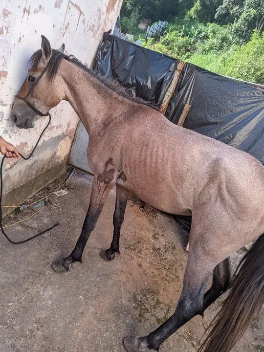 Vendo esse cavalo 1 ano e 9 meses - Foto 2