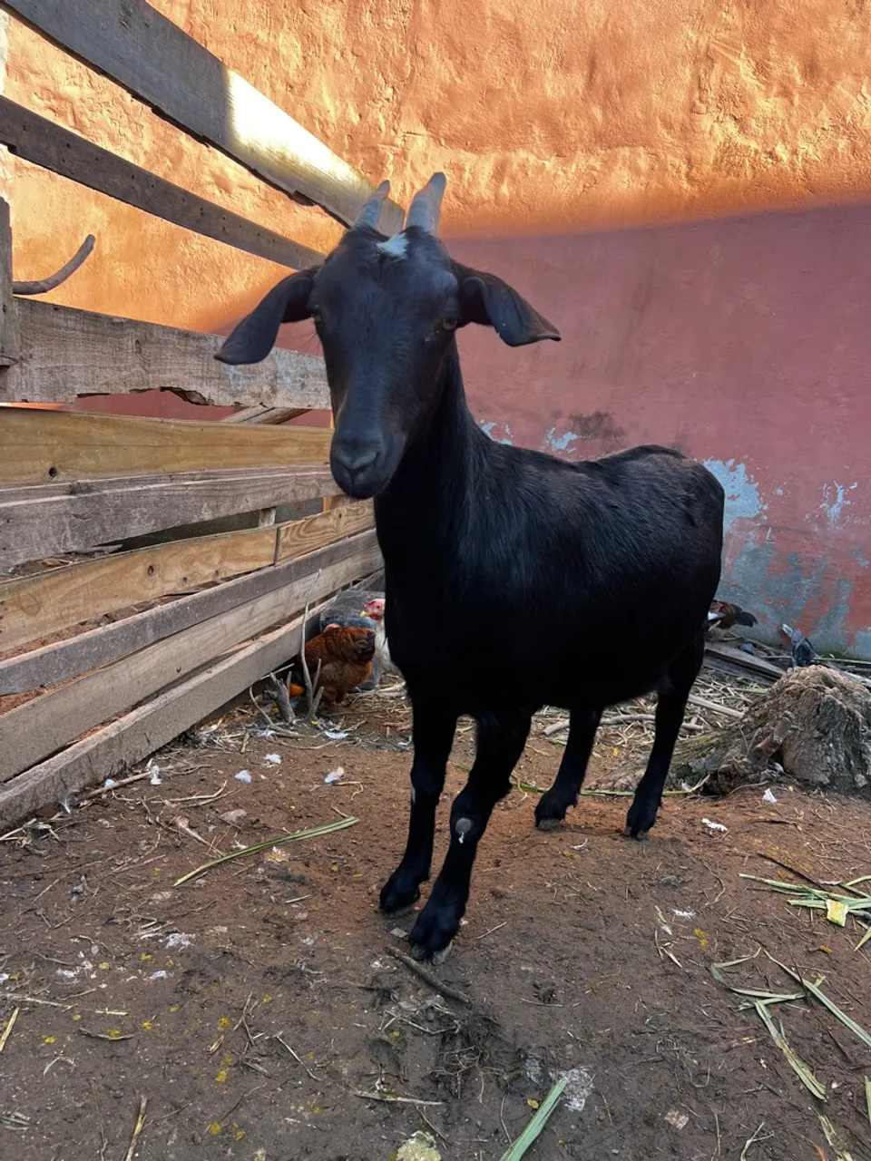 Cabras