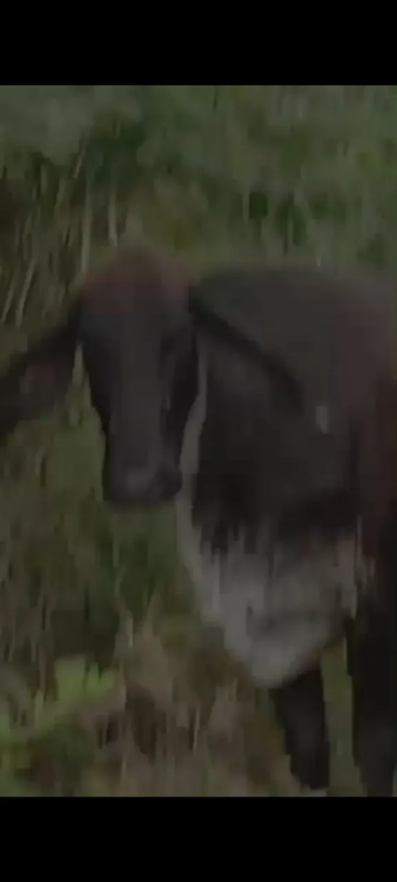 2 vacas segunda enchertada 7 mesese média 10 litros Mata são João tenho vídeos delas