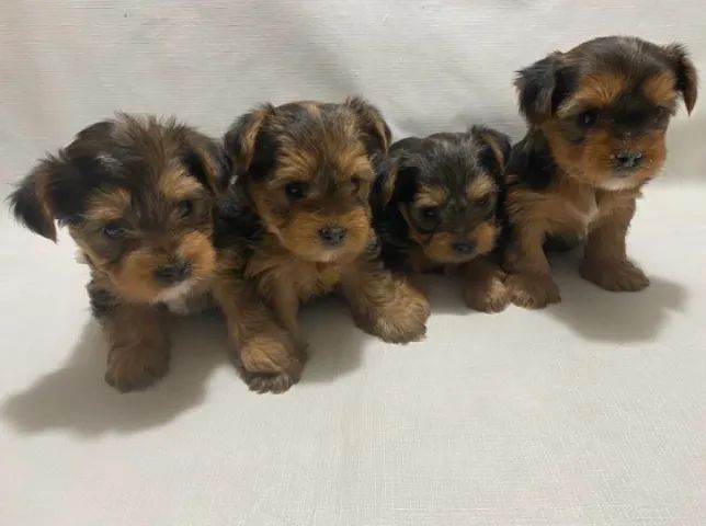 Doação Filhotes Yorkshire