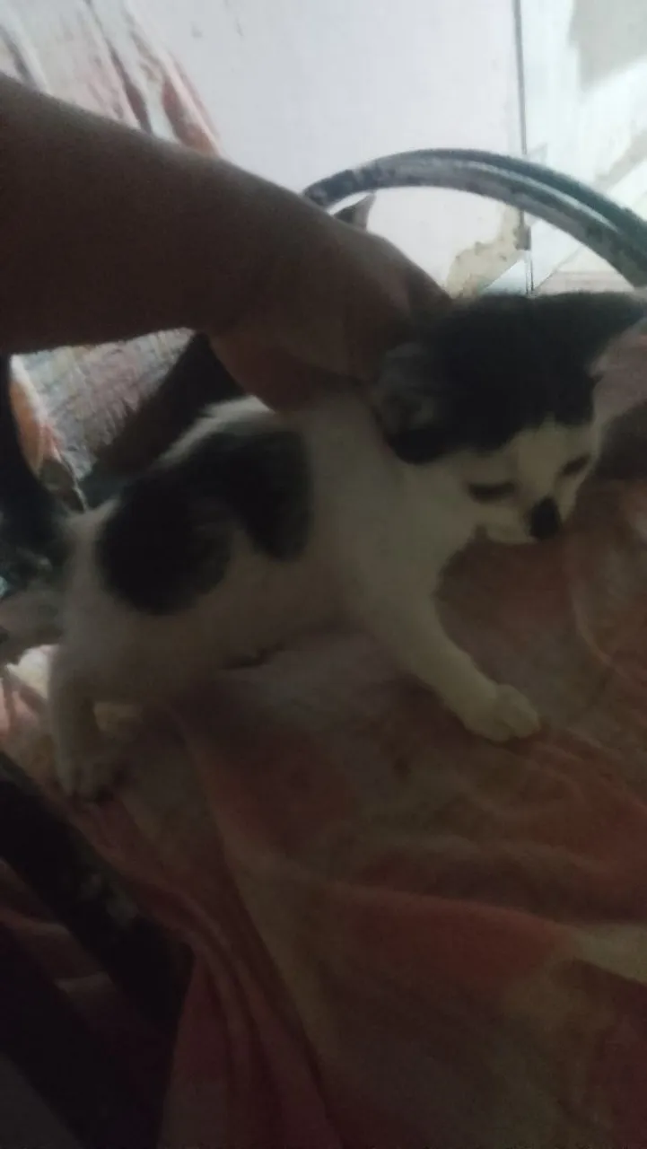 Gatinho filhote para adoção