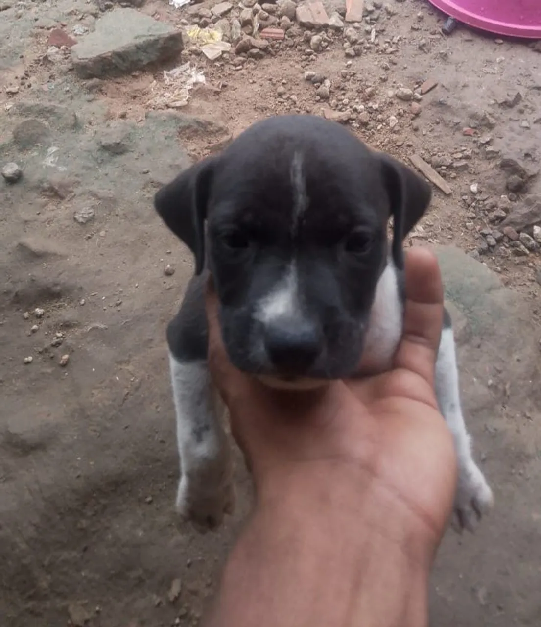 Filhote de Pitbull