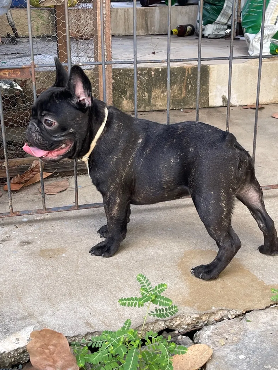 Vendo Bulldog francês macho