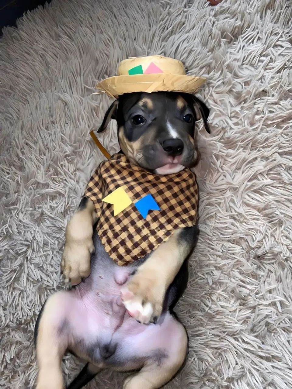 Filhote de América bully - Foto 4