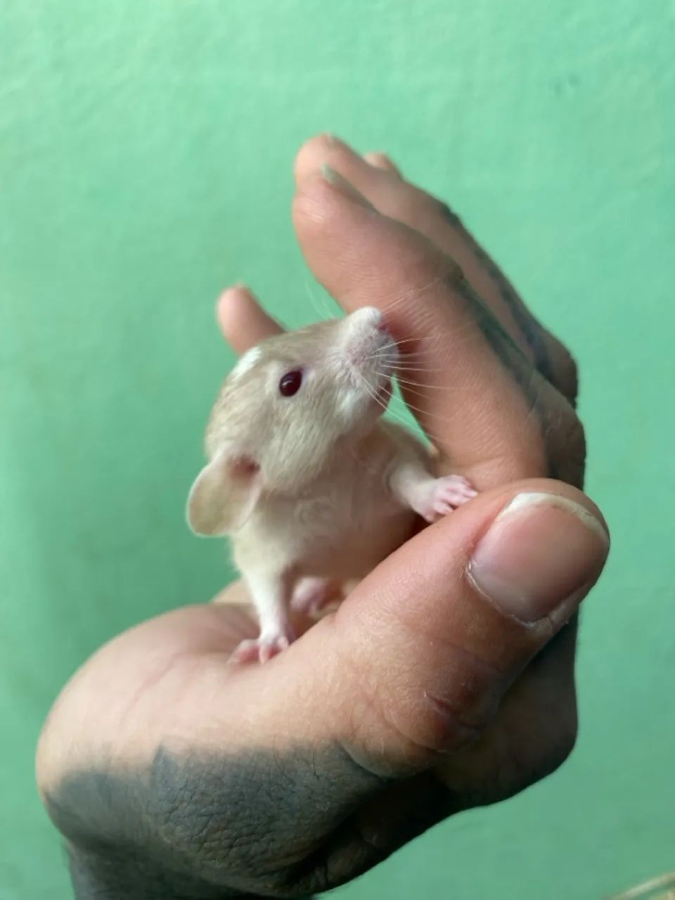 Pet Twister - pet mercol - Ratolandia roedores e cia  - Foto 6