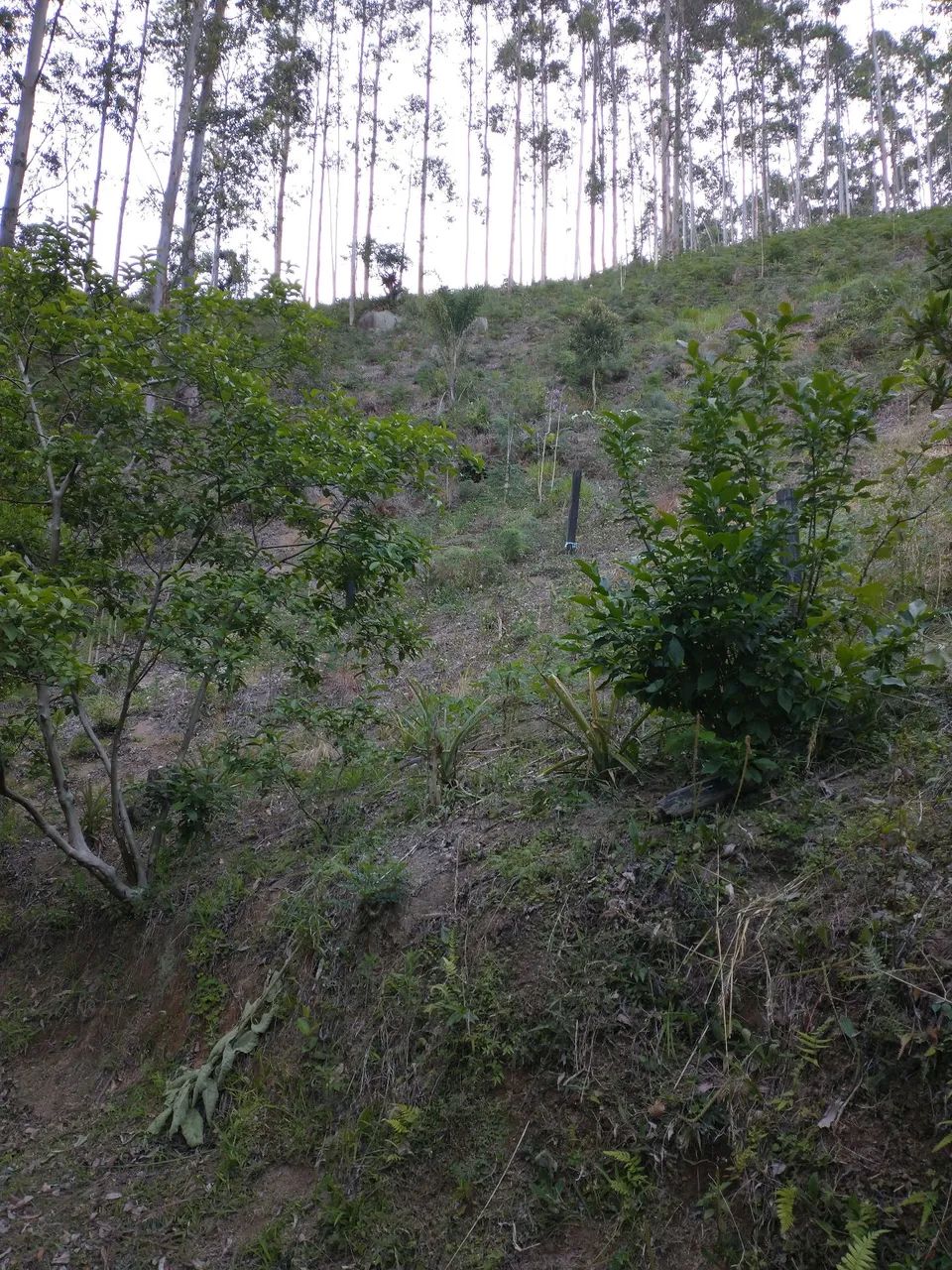 Sitio em são Bonifácio - 20,000 metros - Foto 4