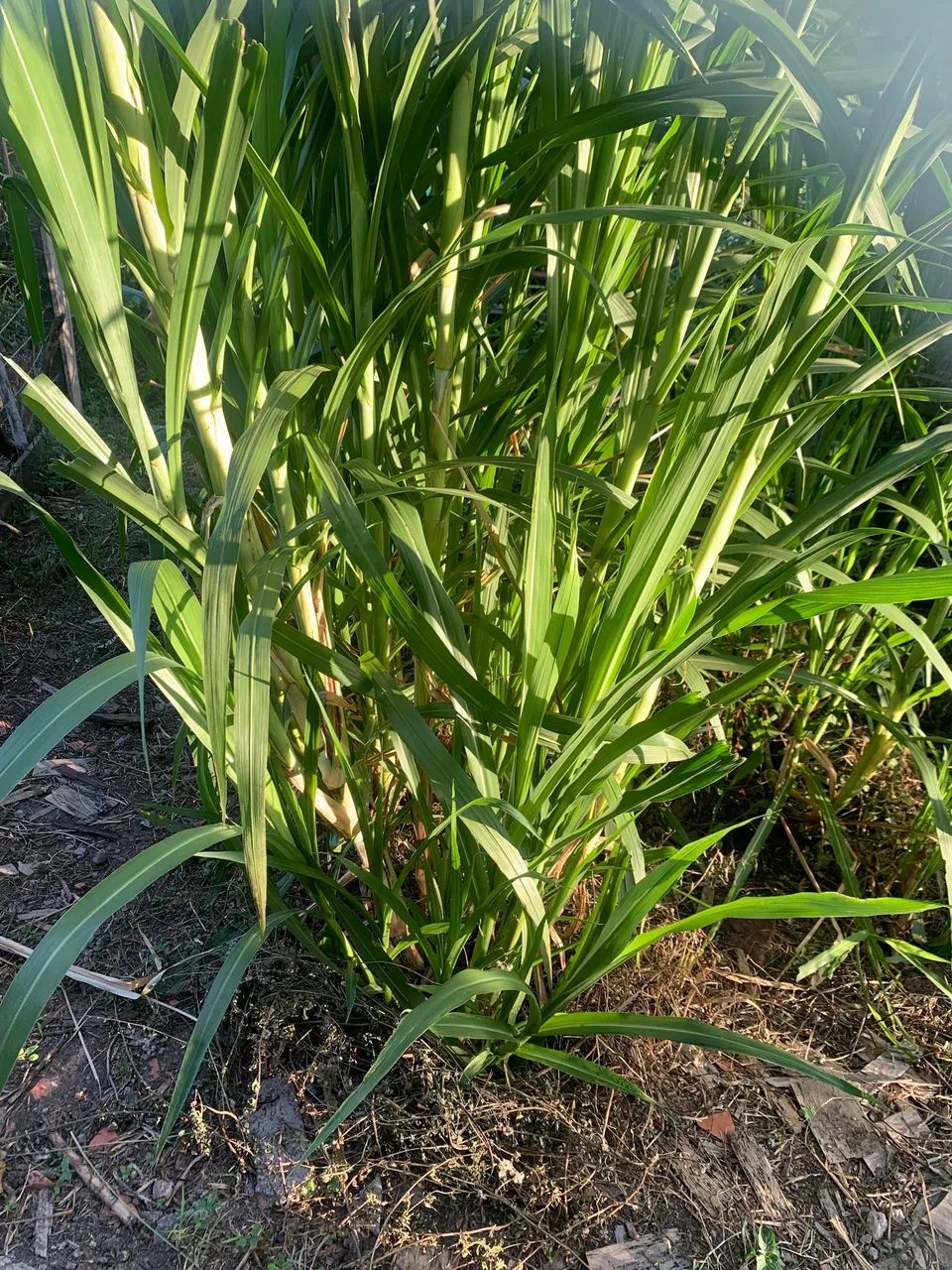 Vendo mudas de Capim-Açu e BRS kurumi