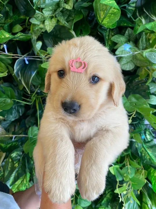 Golden, machos e fêmeas a pronta entrega com garantia total de saúde