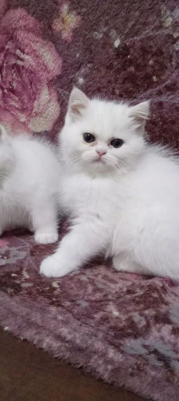 Gatinho Persa Branco  - Foto 2