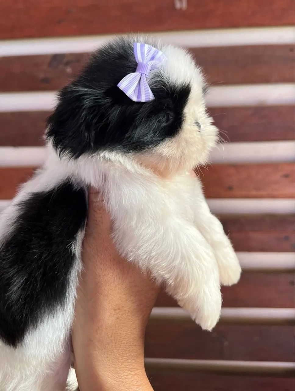 Shih Tzu Bebê - Fofinho e Carinhoso - Foto 3