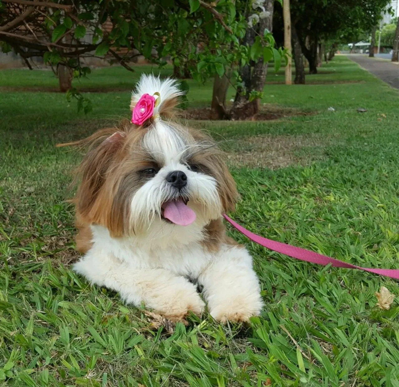 Shih Tzu fêmea