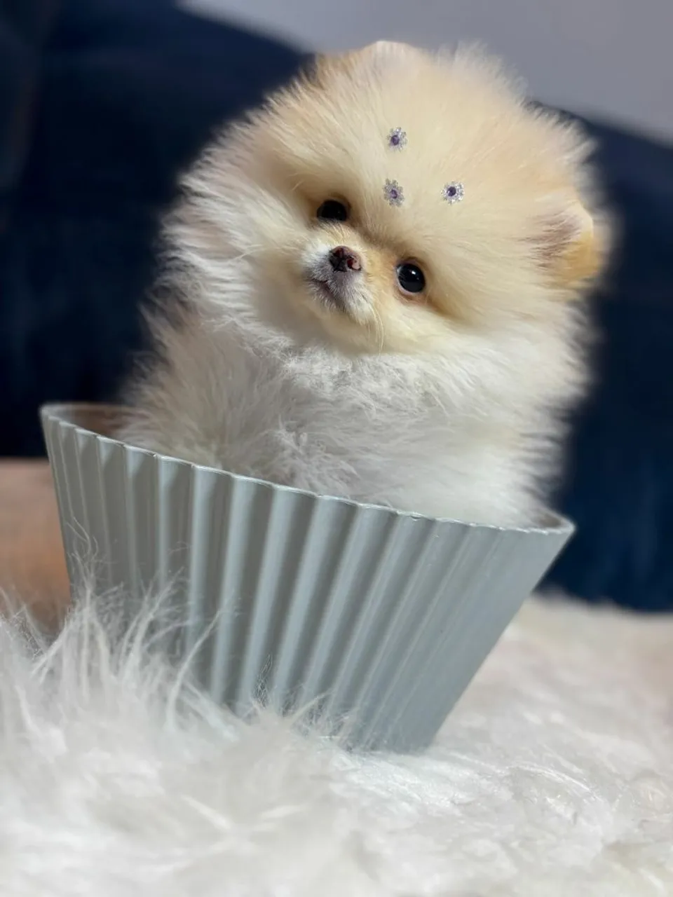Lulu da Pomerânia minúsculo um luxo