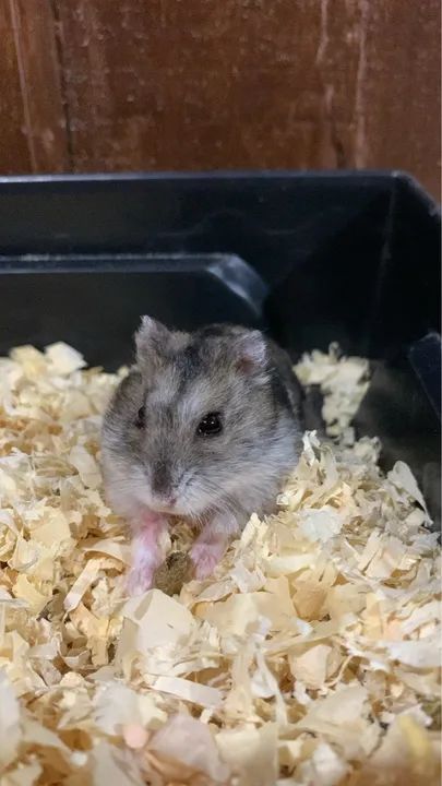 Hamster fofinho para venda !!