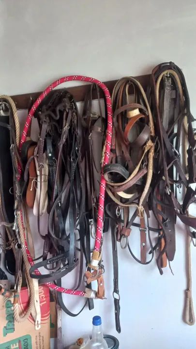 Eguas quarto de milha e manga larga *) - Foto 4