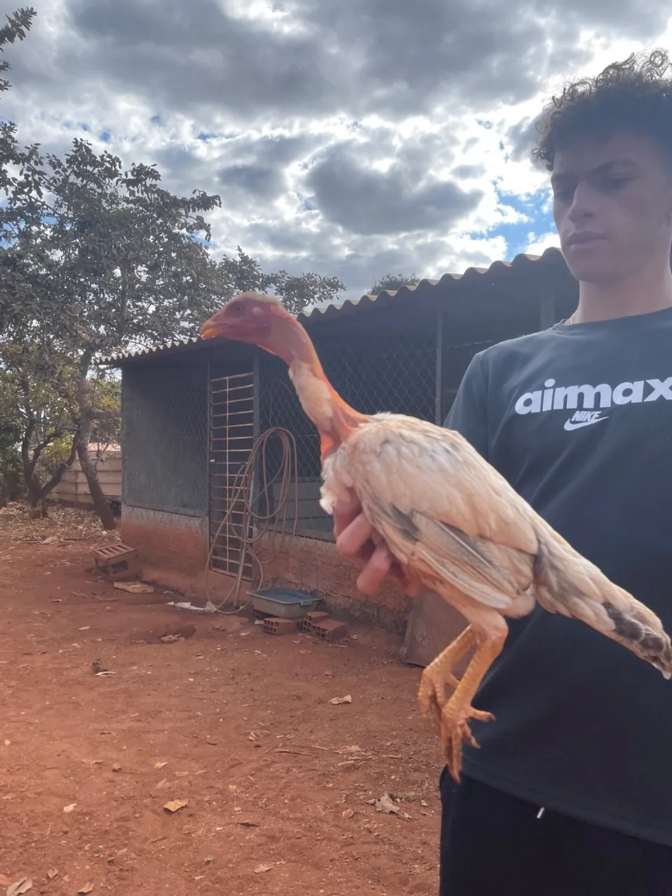 Franga índio pescoço pelado