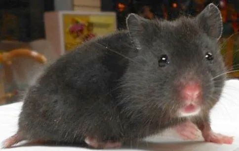 Hamster Sírio (Fêmea preto ) - Foto 3