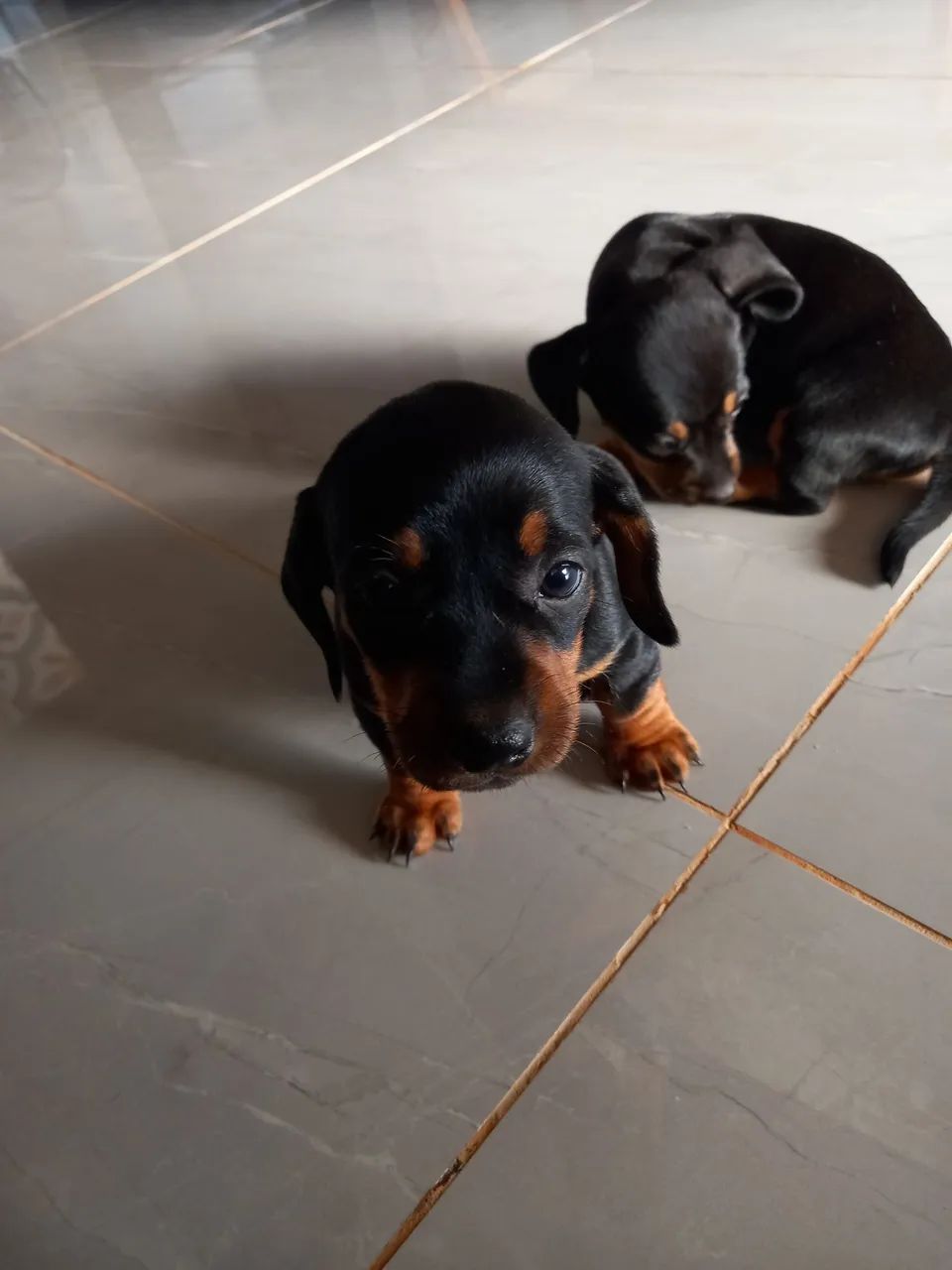 Basset femea e macho  disponiveis