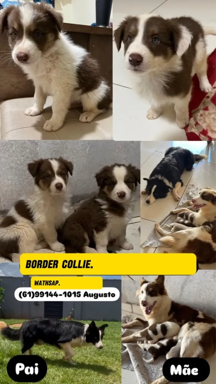 Border Collie