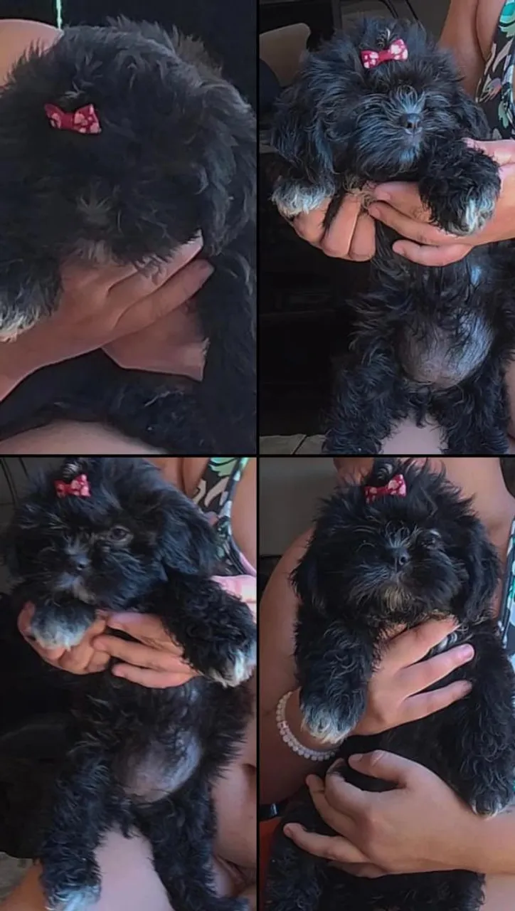 Filhote Shih Tzu 