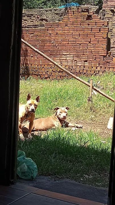 Vende-se filhotes de Pit Bull  - Foto 4