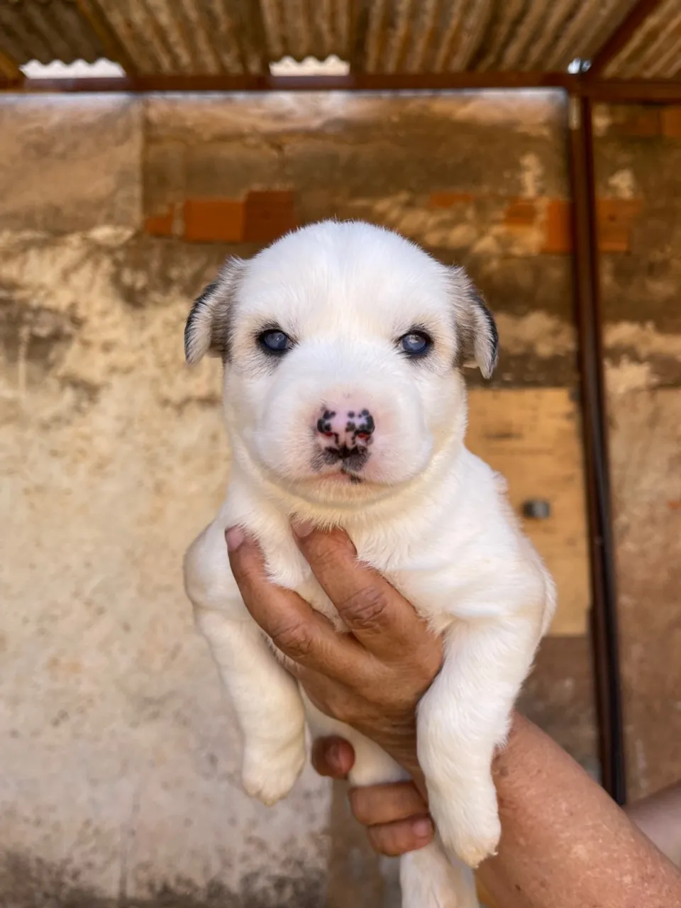 Husky Siberiano - Macho 