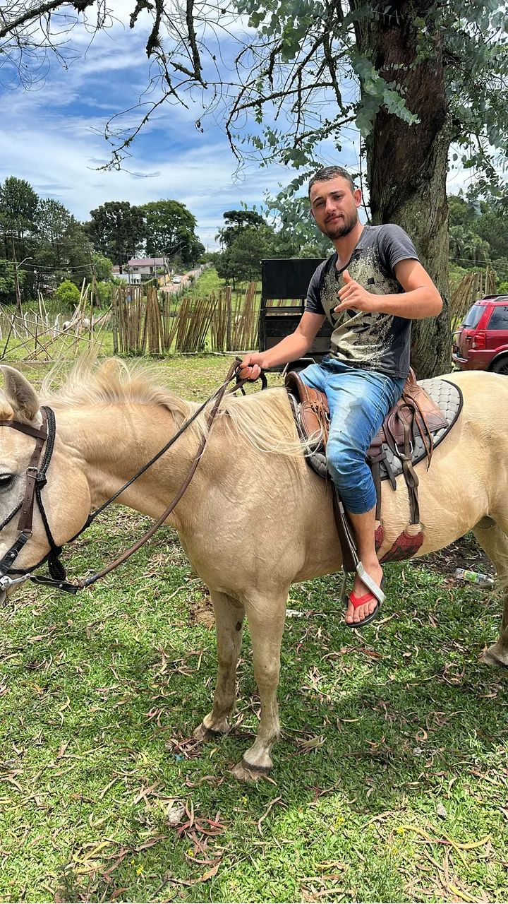 Cavalo mustang americano  - Foto 3