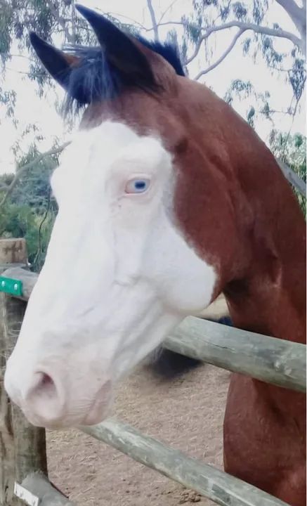 Quarto de Milha com Paint Horse Homozigoto - Foto 5