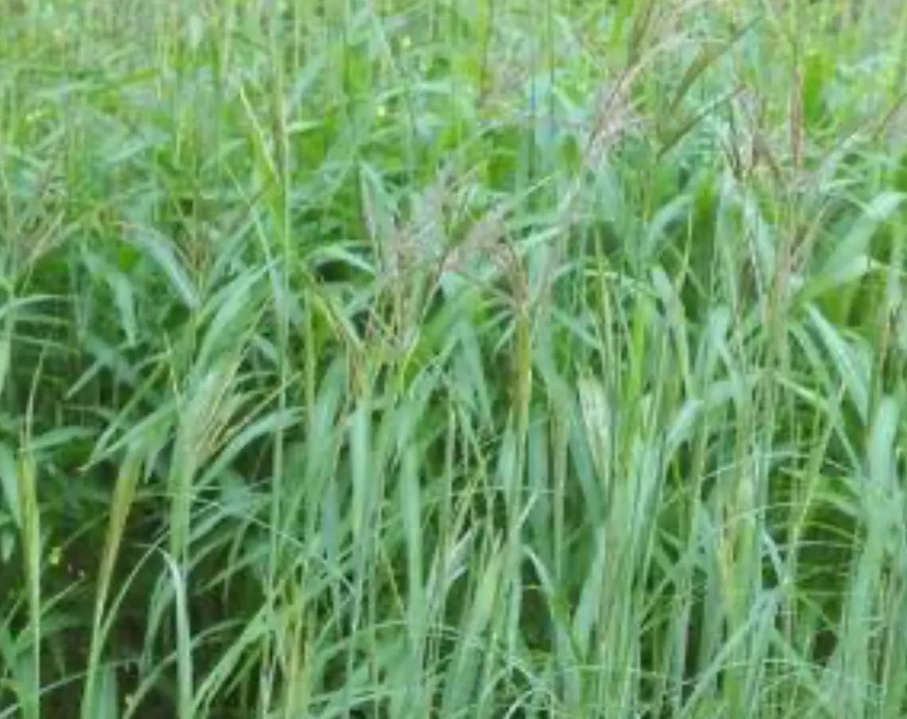 Vendo semente de andropol  - Foto 3